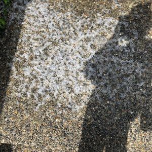 Meet your Posher, Lily